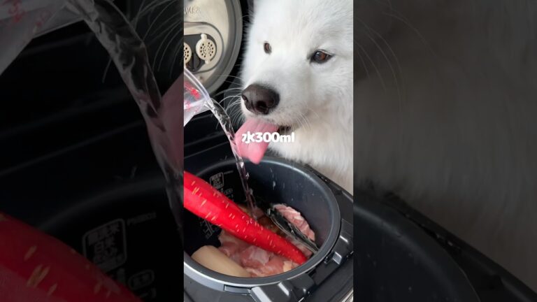 あけましておめでとうございます！今年もよろしくお願いします🐻‍❄️🎍 新年に筑前煮つくったら爆食してくれました！