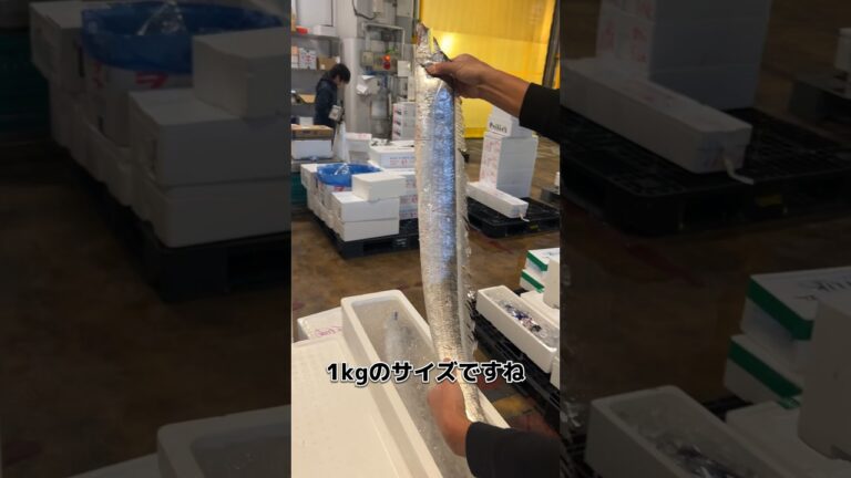 本牧 の タチウオ！おろします！#せり人ムタロー #shorts