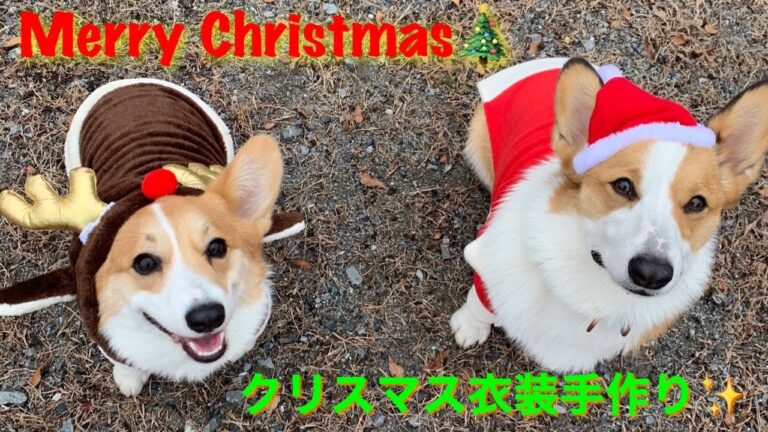 クリスマス衣装手作り✨コーギーサンタ&トナカイでメリークリスマス🎄 Merry Christmas with handmade costumes‼️【コーギー兄妹】