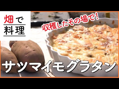 【家庭菜園】切って並べるだけ！サツマイモグラタンの作り方！畑で収穫したサツマイモをそのまま料理！【料理】【健康】