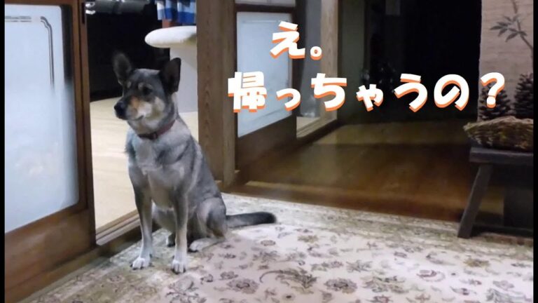 お座りして 娘を見送ってた