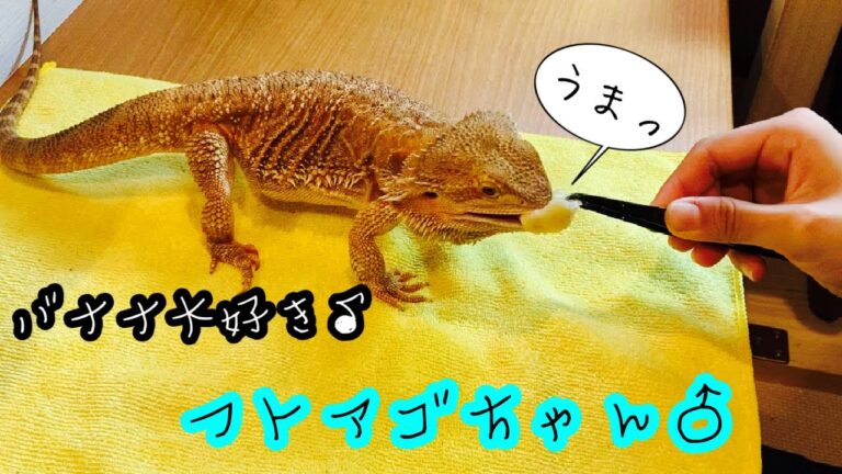 【癒し　ANIMAL】バナナ大好きフトアゴちゃんと愉快な仲間