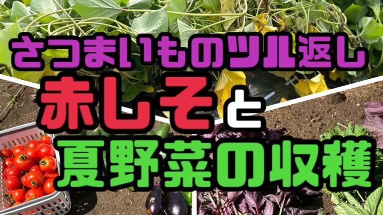【家庭菜園】#128 さつまいも栽培のつる返し 赤しそと夏野菜の収穫