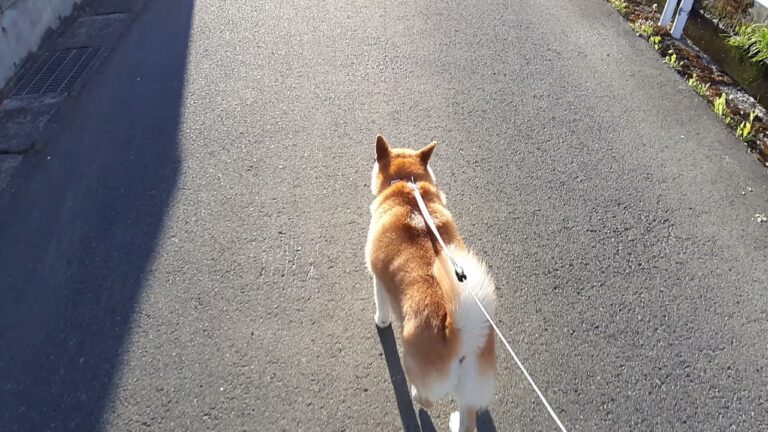 犬の散歩をしていたら・・・