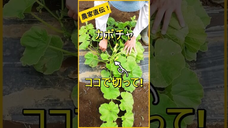 【カボチャ】収穫量が増える3本仕立ての方法【有機農家直伝！無農薬で育てる家庭菜園】　25/6/8　#shorts
