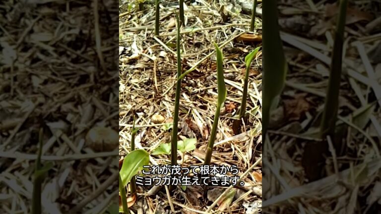 ミョウガタケ(茗荷竹)＿フキ(蕗) #shorts