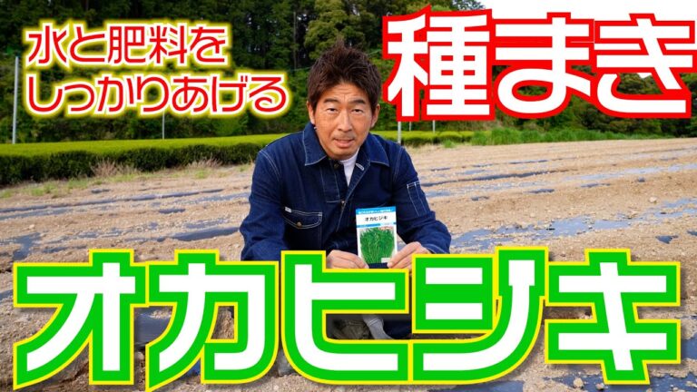 今が植え時！【オカヒジキ】農家が教えるオカヒジキの種まき