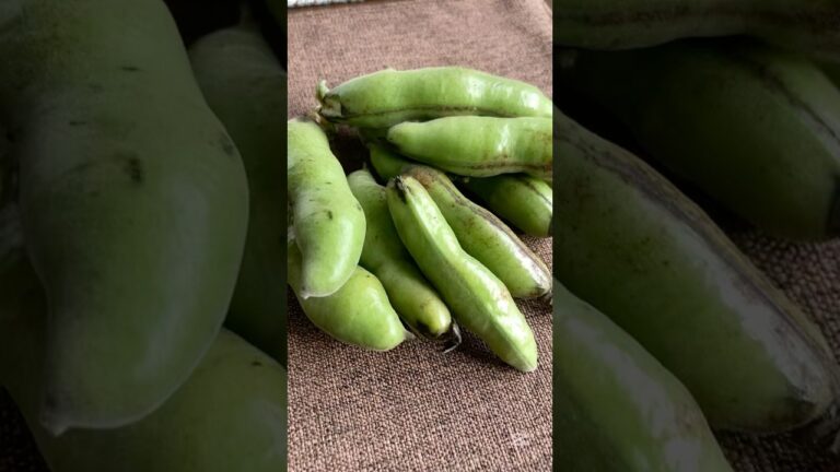 近所のお爺ちゃんにそら豆を頂いたので、そら豆とサラミのペペロンチーノを作りました。 #そら豆 #ペペロンチーノ #料理 #cooking