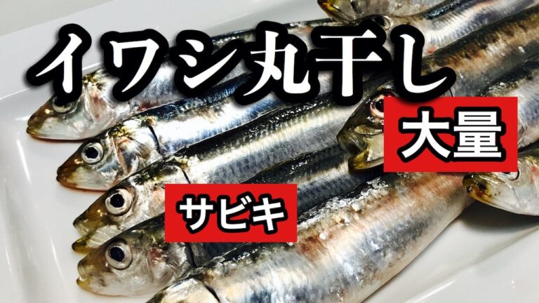 サビキ釣りで爆釣！【イワシの丸干し（干物）の作り方】　鱗の取り方から丁寧に説明します　唐揚げにも出来ます　大量に釣れても冷凍保存出来るので安心です！