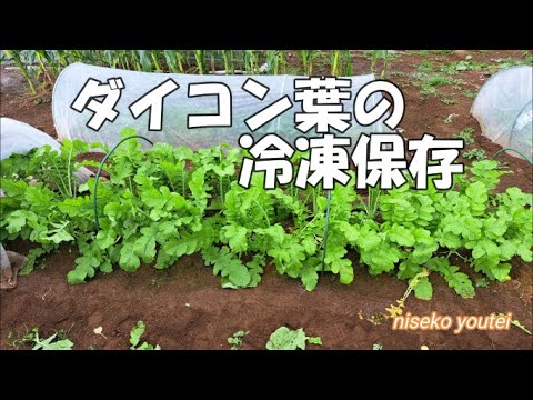 '22 ダイコン葉の冷凍保存