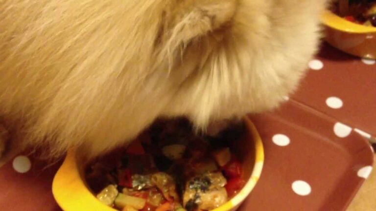 【ペットに手作り食・モフモフごはん】さんまdeラタトゥイユ