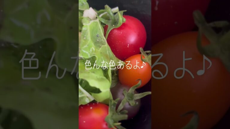 #スイスチャード #色々 #ミニトマト #自然塩 #オーガニック #ブラックペッパー (´∀｀*) #シンプル #サラダ #トマト #とまと #有機 #胡椒 #サラダレシピ #日常 #楽しむ