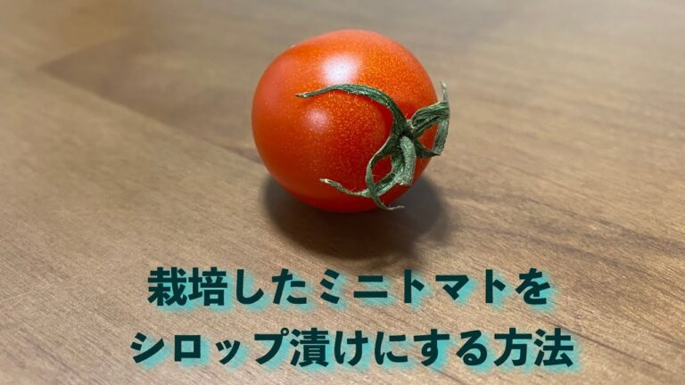 栽培したミニトマトをシロップ漬けにしてみよう
