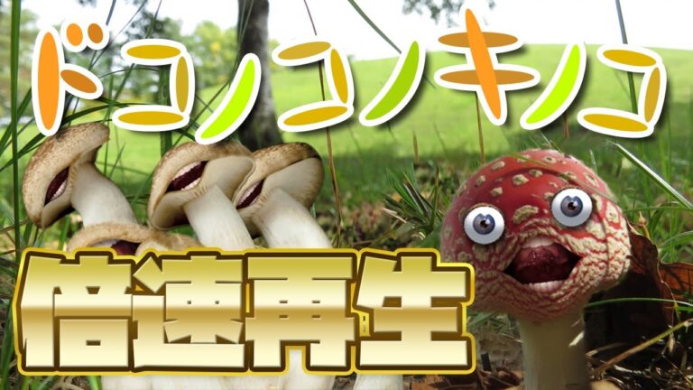 キノコが踊る！ドコノコノキノコ_倍速再生!【おかあさんといっしょ】