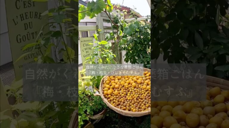 自然がくれた、小さな薬箱ごはん【梅・枝豆・ひじきでむすぶおむすび】一膳の植物療法 —