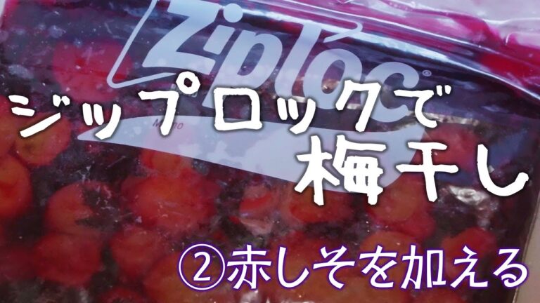 【ジップロックでカンタン梅干し作り2025】 ②赤しそを加える　〜梅が高いから１kgだけ〜 #梅干しの作り方 #赤紫蘇