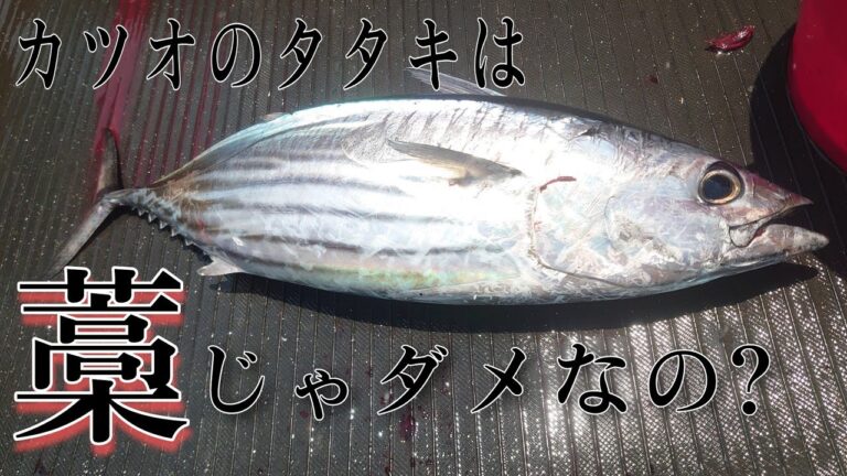 カツオを釣って最高の保存方法から捌いて○○○で炙ってタタキにして食べるまで。