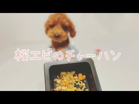 【犬用ごはん】簡単美味しい桜エビのチャーハンを作ってみた！(トイプードル)