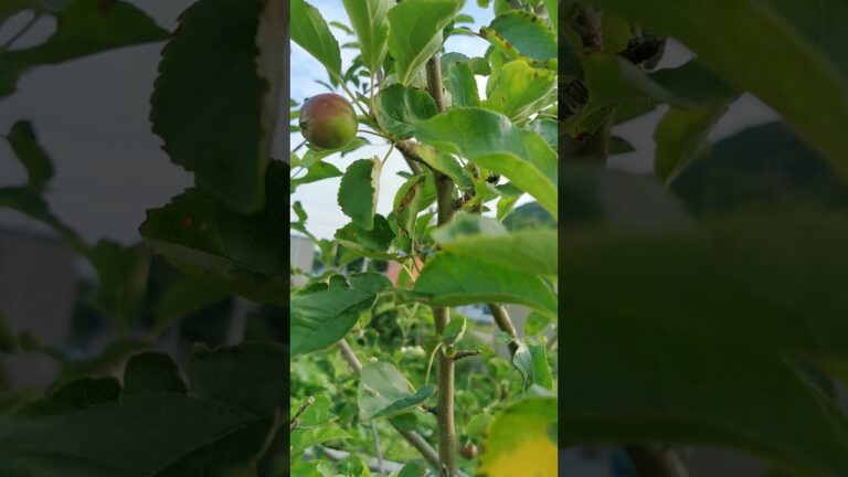 【家庭菜園】姫りんご🍎　7/10　苦かったまだ早かった