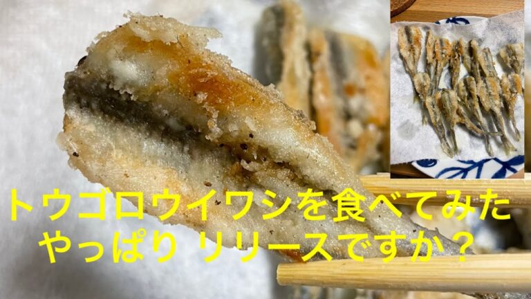 トウゴロウイワシ食す！リリースか、持ち帰りかここで、明らかに！