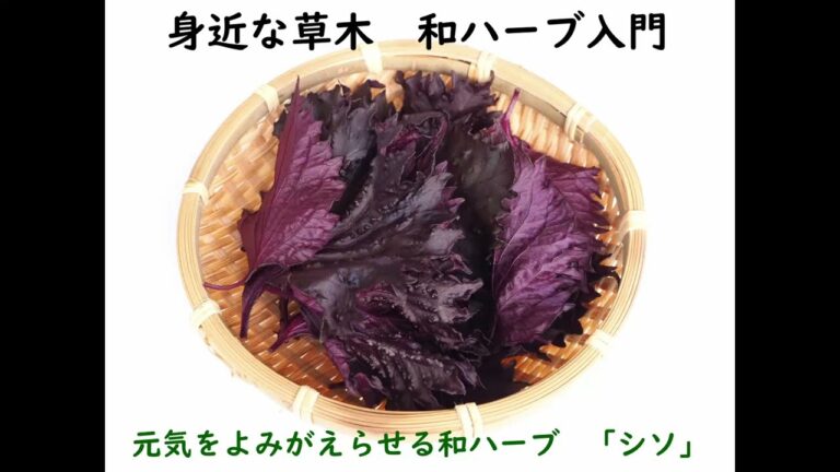 元気をよみがえらせる和ハーブ「シソ」