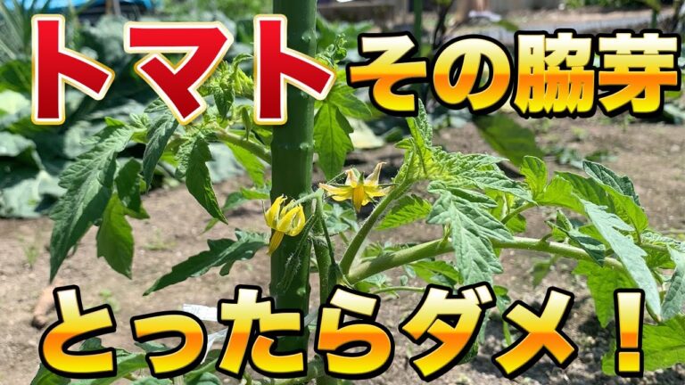 【トマト栽培】最初が肝心！わき芽とりで本当に良く育ちます！タイミングが重要！「初心者必見！」