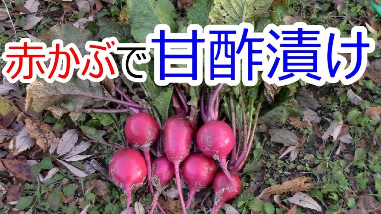 赤カブで 甘酢漬け サッパリと美味しい♪ 2021.12.4