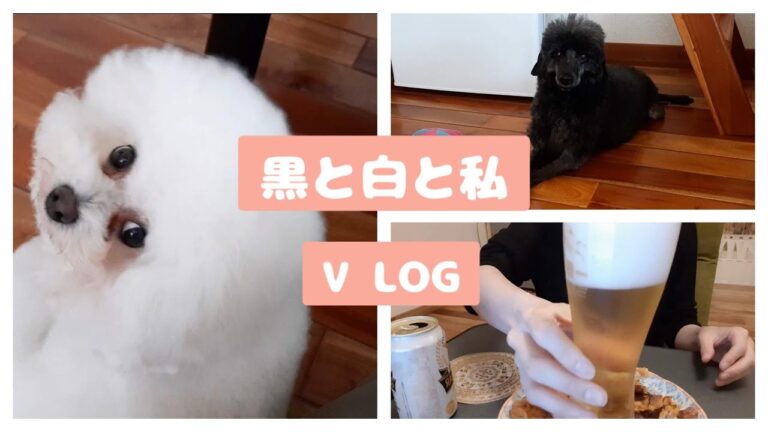 【Vlog】キムチチーズチヂミ作って呑む🍺視力開腹手術の話