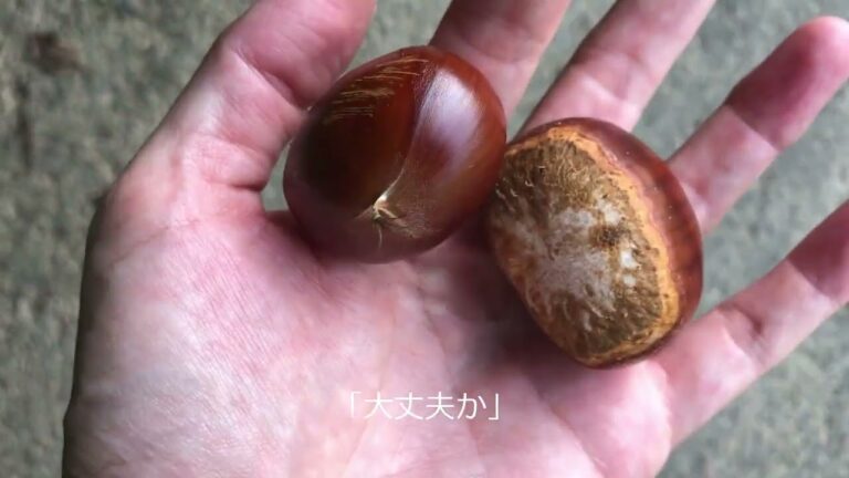 栗の収穫、簡単にむく方法｜栗のゆで方｜鬼皮の楽な剥き方｜栗レシピ、渋皮甘露煮｜chestnuts｜栗子｜マロン