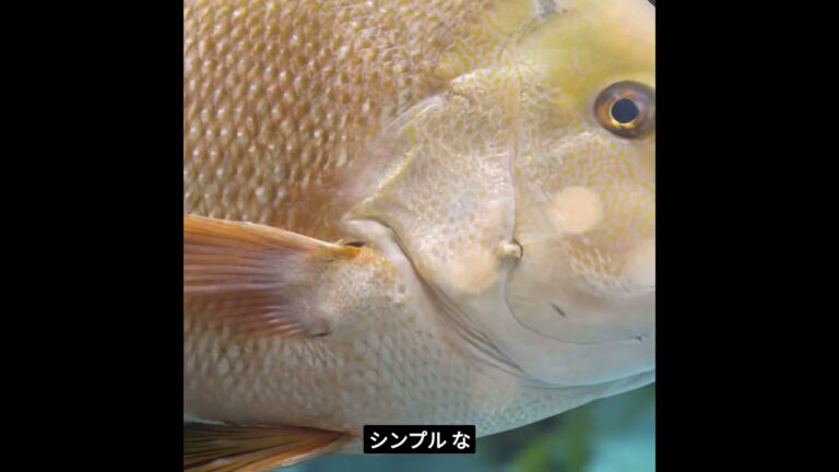ダイエットに効果的な魚料理３選
