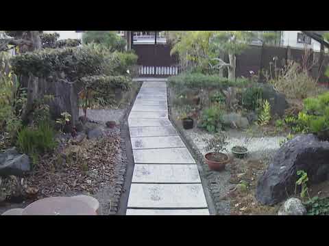 朝のルーチン森林浴】新年。ヨモギを採る。雑煮の薬味に合うのかと始めてチャレンジする。よもぎ餅があるのなら美味いはず。具として煮込むと強いクセが出てしまうのでナマのまま刻んで。出汁は使わないのと同じ。