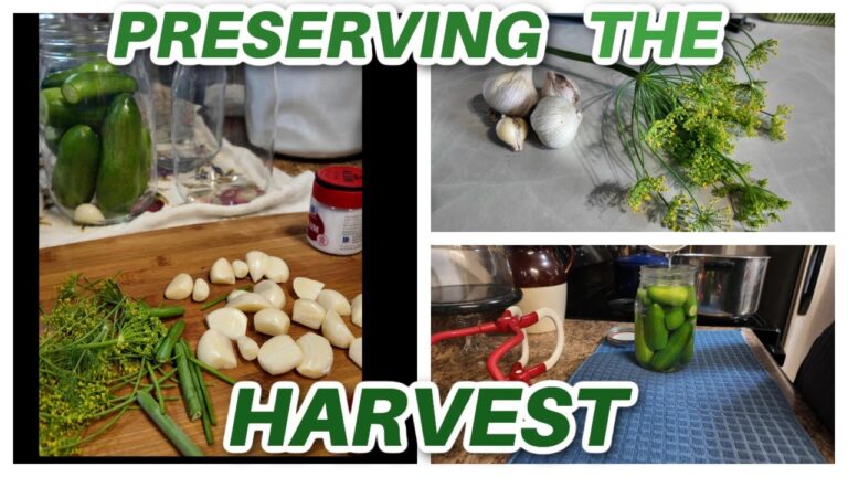 今まで食べた中で最高のカリカリディルピクルス | 簡単な昔ながらのレシピ！