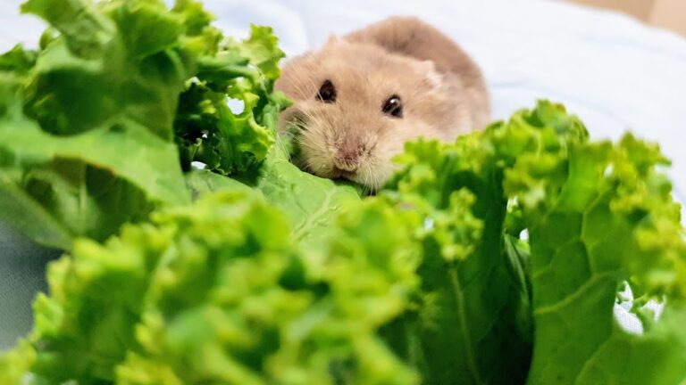 ハムスターにケールあげたらメッチャ喜んでずっと食べおった。