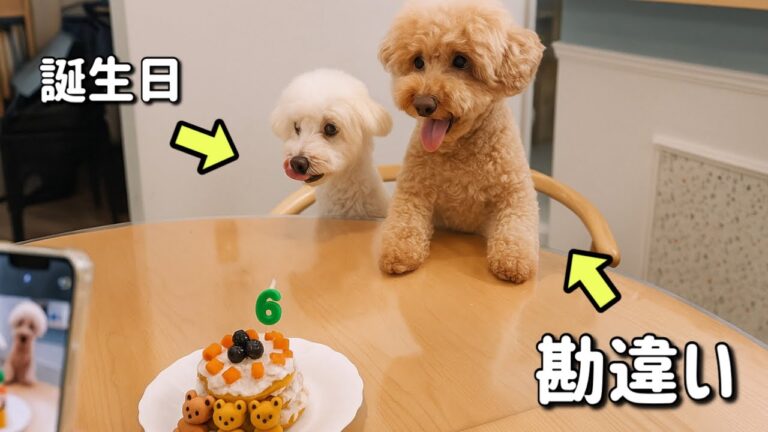 「えっ！？私の誕生日じゃないの！？」勘違いワンコが大はしゃぎ笑