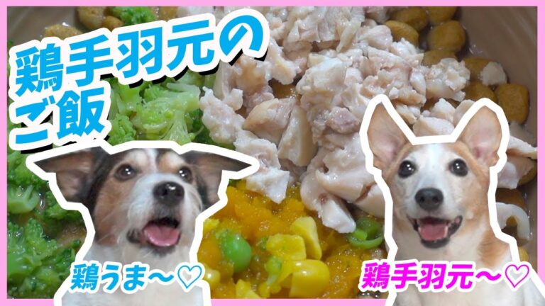 (犬のご飯)鶏手羽元のご飯を食べたジャックラッセルテリア