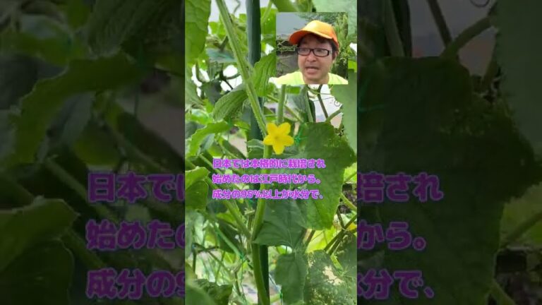 8月中旬の家庭菜園 きゅうり キュウリ 胡瓜