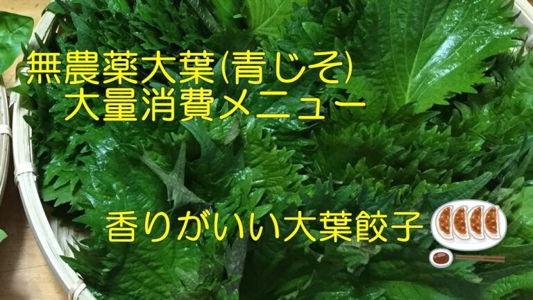 大葉大量消費メニュー！大葉たっぷり餃子