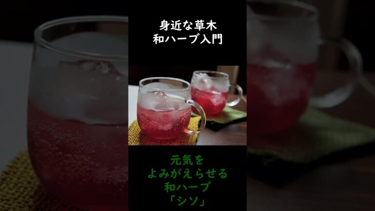 元気をよみがえらせる和ハーブ「シソ」#和ハーブ #しそ #シソ #赤ジソ #しそジュース #しそレシピ #ＪＡ菊池 #きくちのまんま #国消国産