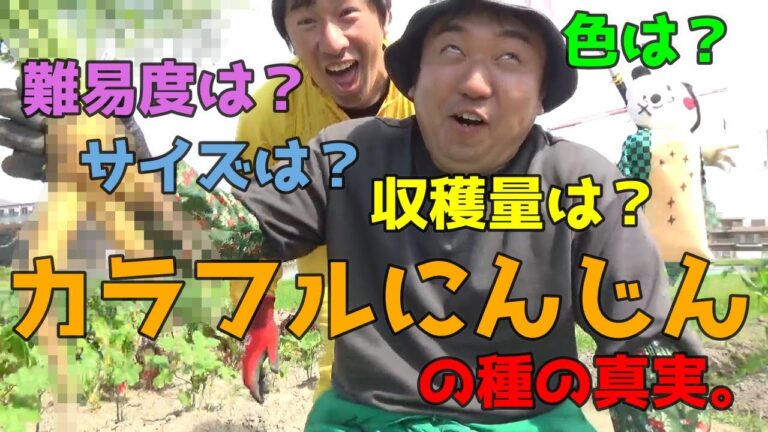 【カラフルにんじん】ホームセンターで売ってる種の真実をお伝え致します【買う前に見るべし】【中身】【色】【収穫】