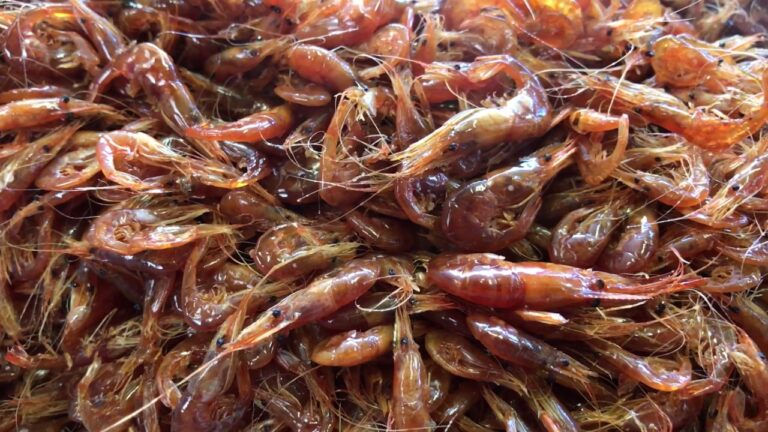 琵琶湖名物 エビの佃煮 炊きあがり！　　／魚富商店／