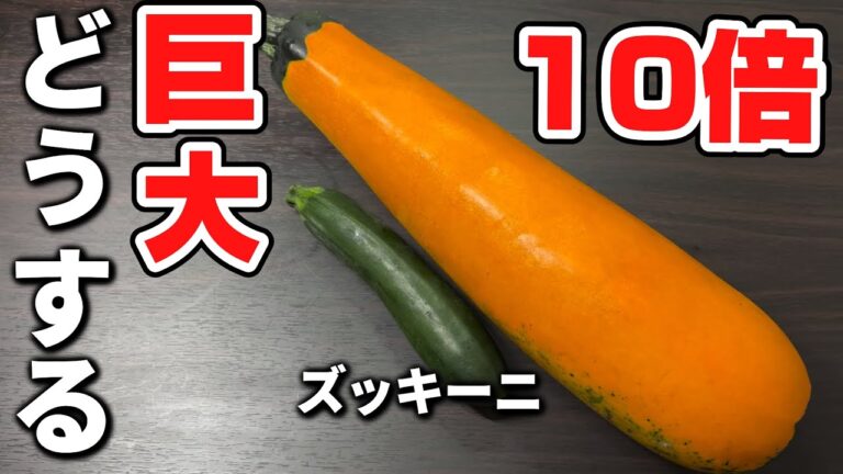 巨大ズッキーニは美味しく料理できるのか？検証します！ズッキーニの焼き浸し ズッキーニのペペロンチーノの二本立て！お得なズッキーニレシピです！Japanese  cooking
