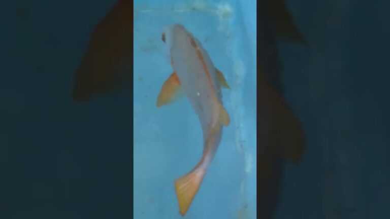 【釣り人＆グルメ必見】なぜシブダイ（笛鯛）はコロダイやタマミよりも圧倒的にうまいのか？その秘密を徹底解説！