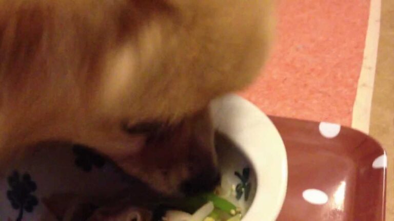 犬めし【わんごはん日記】豚と野菜の重ね蒸し