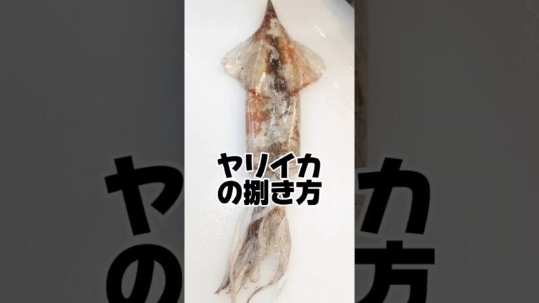 ヤリイカの捌き方【刺身用】スーパーの処理 #ヤリイカ #捌く  #ヤリイカ捌き方