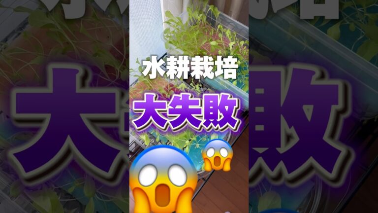 【助けて】水耕栽培カビました#shorts#水耕栽培#家庭菜園#園芸