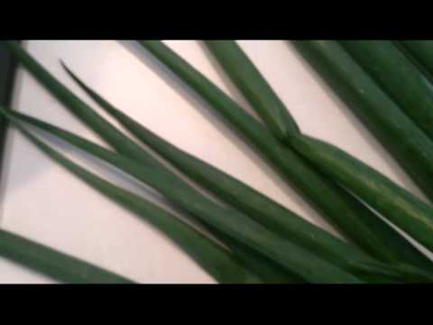 １分クッキング ネギのレンジ焼き