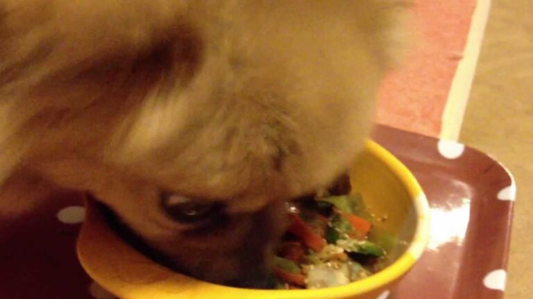 【ペットに手作り食・モフモフごはん】鮭のちゃんちゃん焼き風