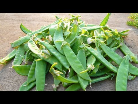 絹さや／サヤエンドウ〈野菜の食べ方＆調理方法〉by食育マルシェおうち便