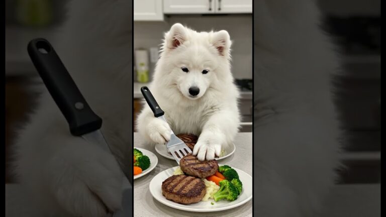 サモエドのパールが玉ねぎなしハンバーグ作りに初挑戦！小さな前足で一生懸命料理する姿に癒される