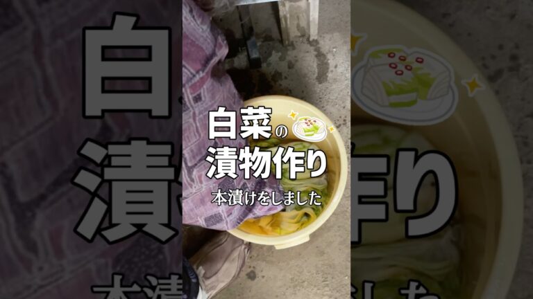 白菜の漬物の本漬けをするばあちゃん #shorts